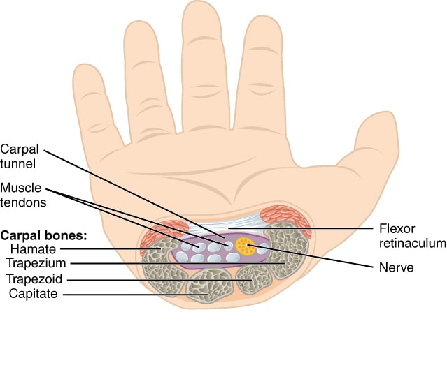 Cross-section of the carpal tunnel showing the median nerve passing through it
