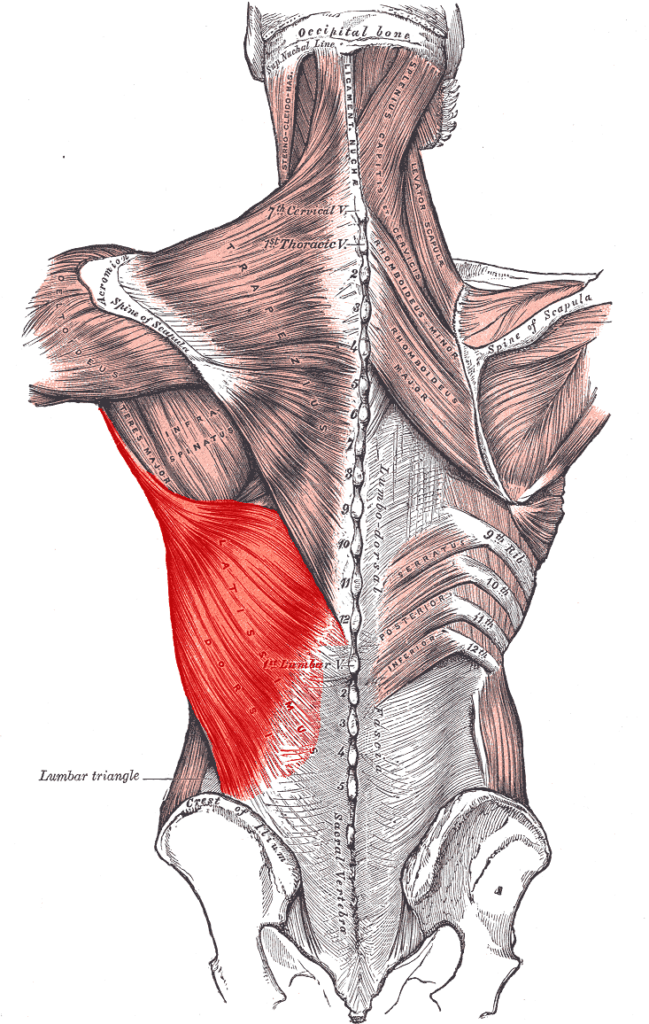 A detailed anatomical diagram of the human back muscles, specifically highlighting the latissimus dorsi muscle in red.