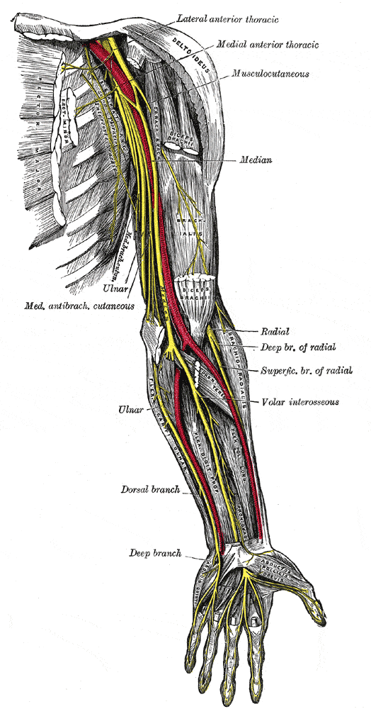 The median nerve is the yellow nerve running down the centre of your forearm and into the hand.
Henry Vandyke Carter and one more author – Henry Gray (1918) Anatomy of the Human Body Bartleby.com: Gray’s Anatomy, Plate 816