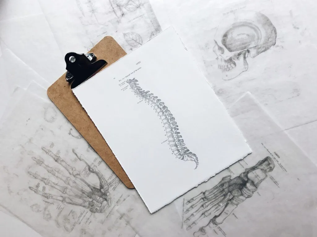 Anatomical sketches of the spine highlight the importance of spinal health, emphasizing the need for a local chiropractor to maintain proper alignment and posture.