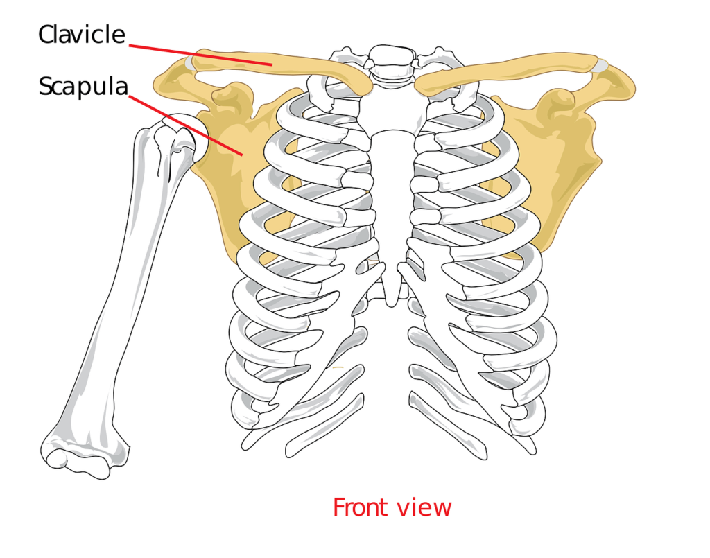 An anatomical illustration of the human ribcage, highlighting the clavicle and scapula bones in yellow, labeled with arrows for educational reference.